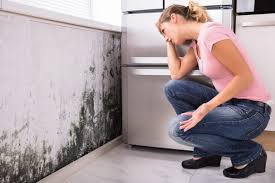 Best Black Mold Removal in Talahi Island, GA